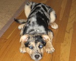Joey's dog Kota